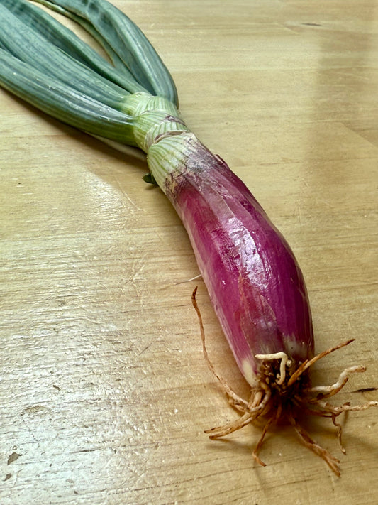 Spring onions - Italian torpedo (nickel/dime diameter) - 10lb