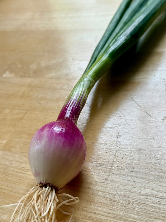 Spring onions -Candyapple red - 10LB