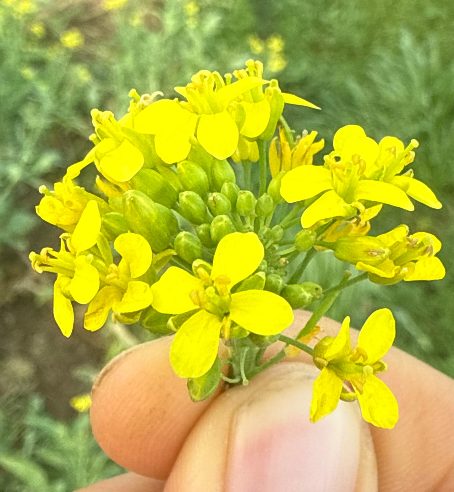 Flowers - Micro - Taylor Turnip - 4oz