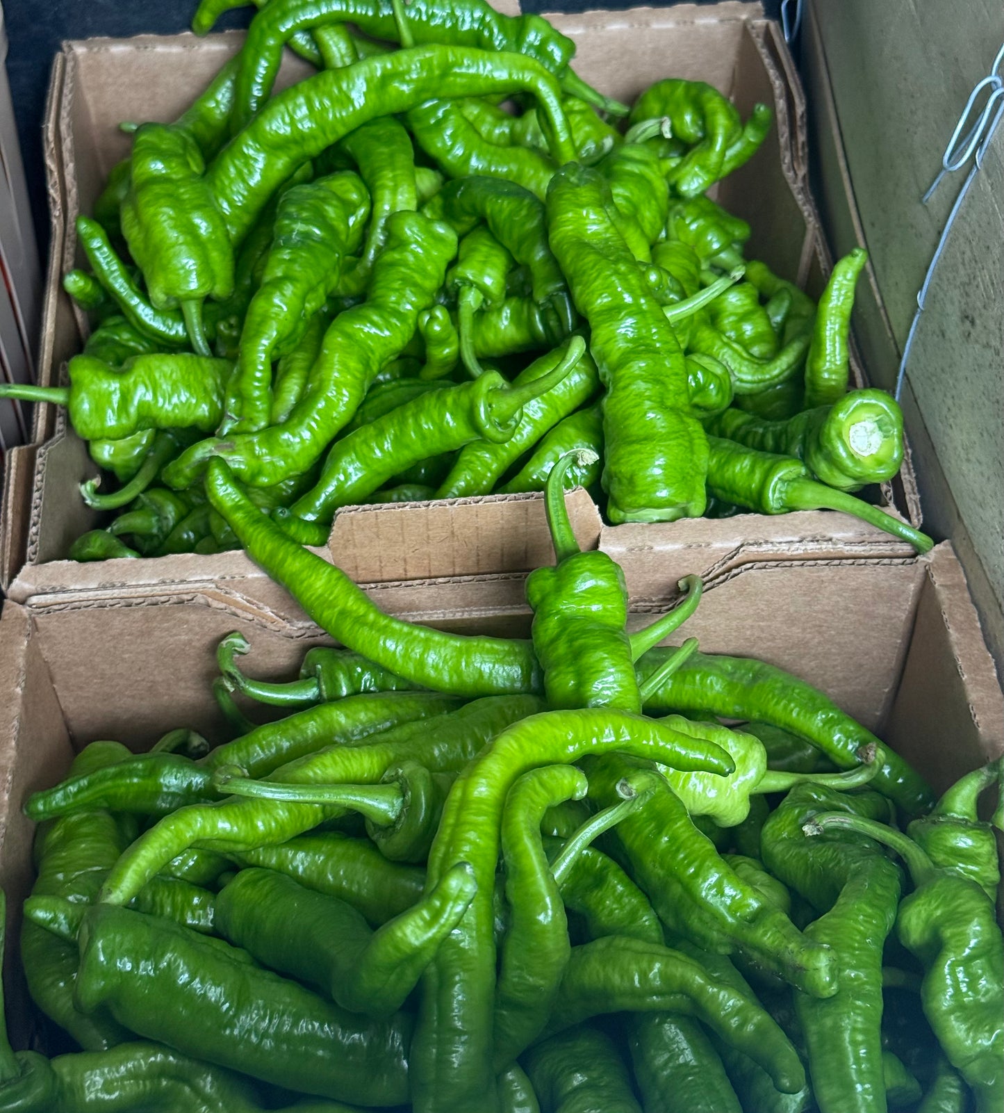 Pepper,  Cowhorn - 5lb