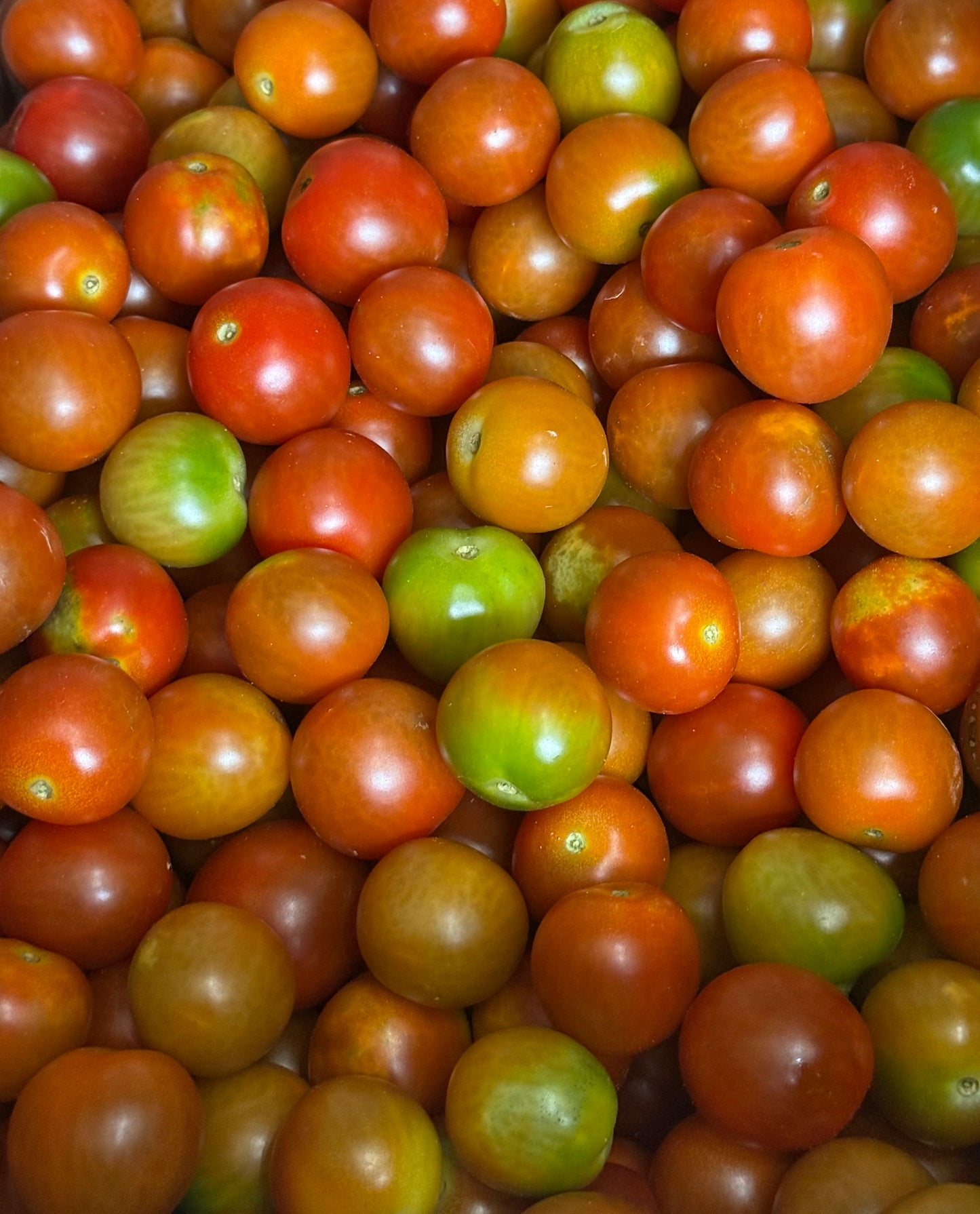 Tomato - Cherry - Heirloom Mix 10lb