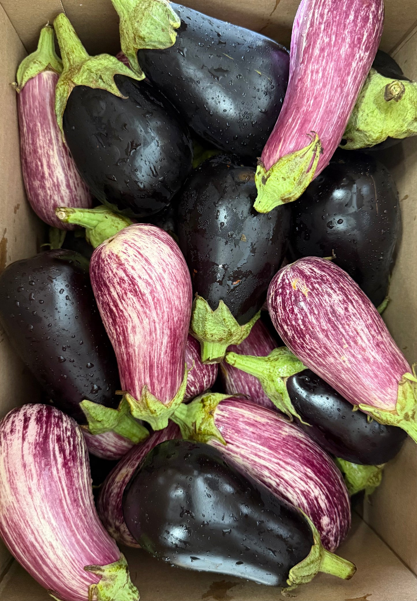 Eggplant, Purple - 20lb