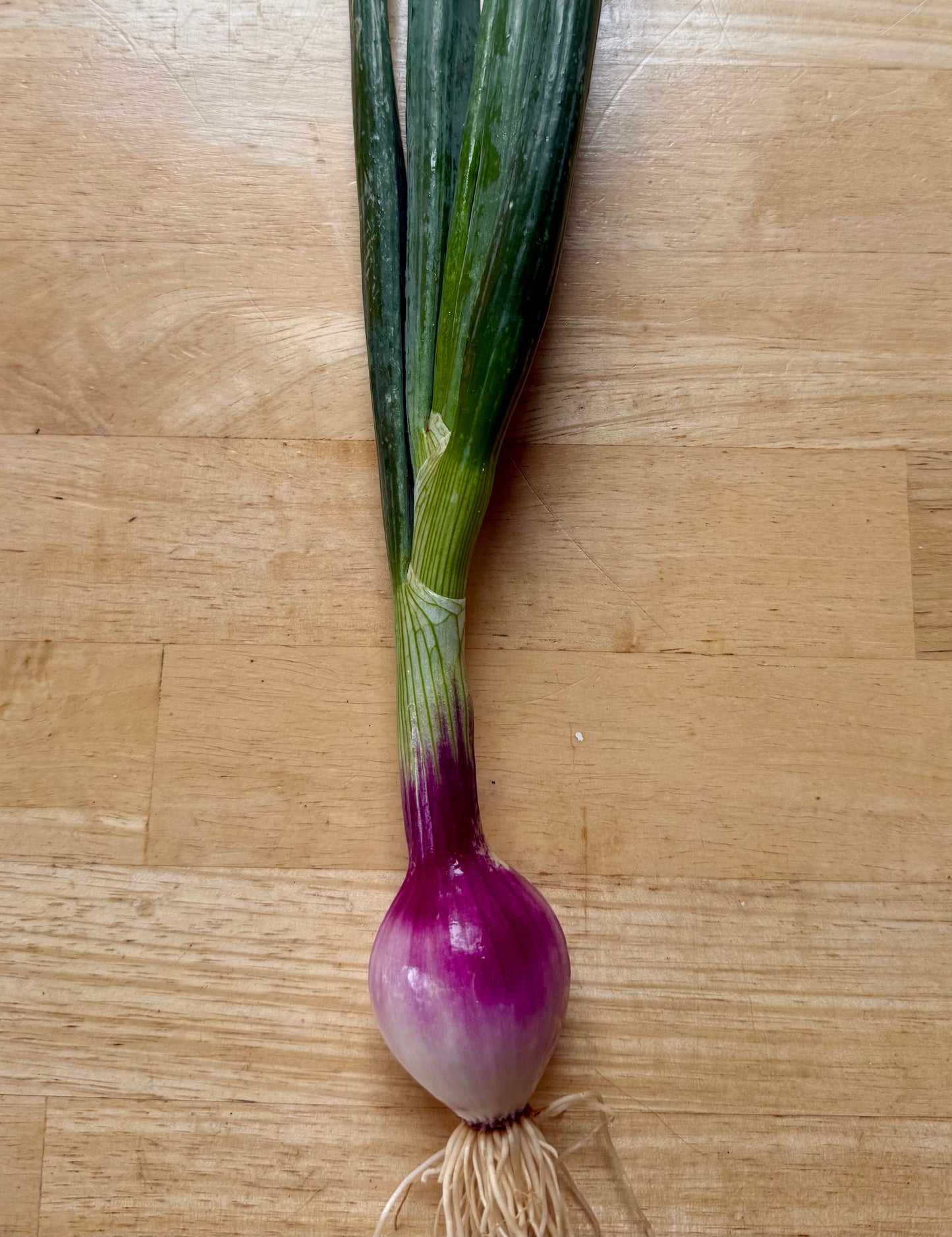 Spring onions -Candyapple red - 10LB