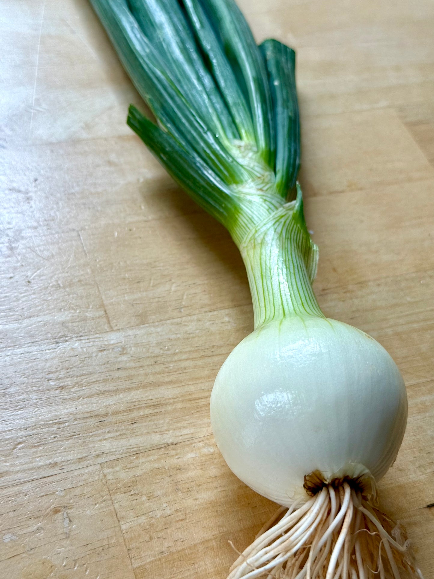 Spring onions - Yellow (Vidalia variety) - 10LB