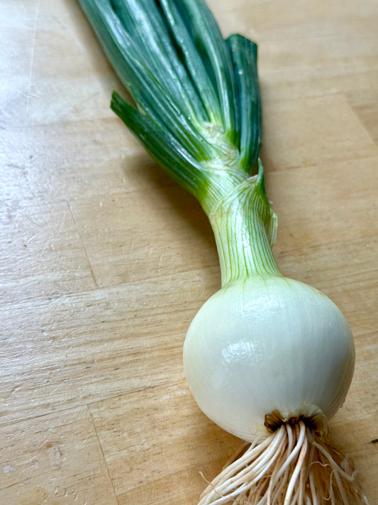 Spring onions - Yellow (Vidalia variety) - 10LB