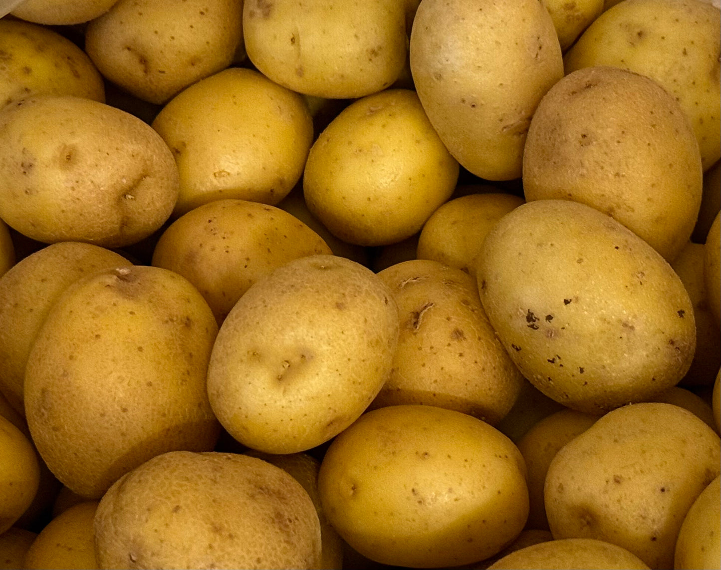 Potato - Baby Appalachian Gold 10lb