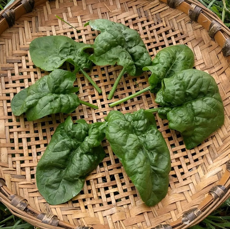 Spinach - Boomsdale-10lb DELIVERED ON NEXT WEEKS ORDER