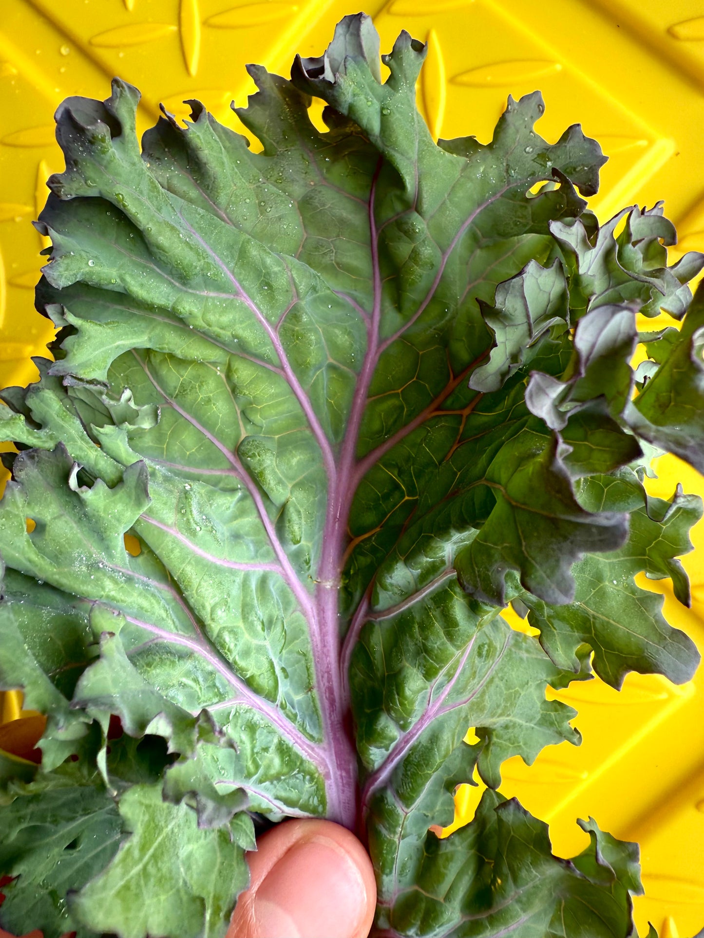 Kale - Matt Fry’s Mixed - 3lb