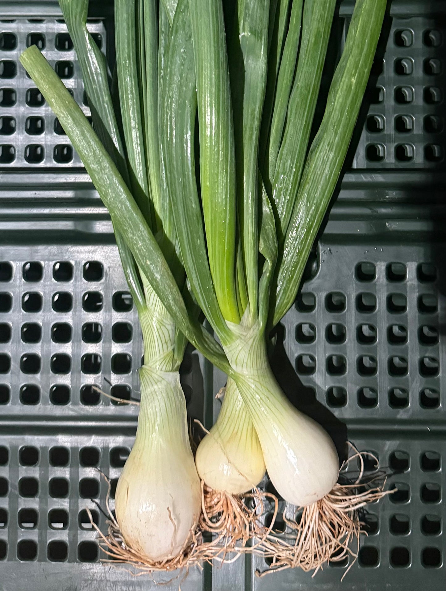 Spring onions - Yellow (Vidalia variety) - 10LB