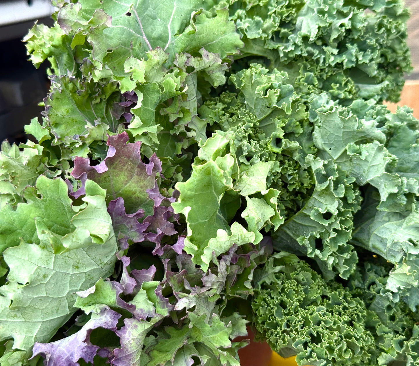 Kale - Matt Fry’s Mixed - 3lb