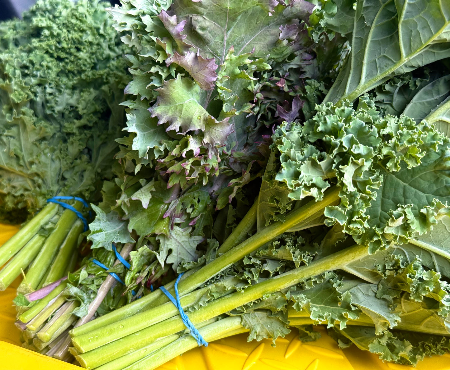 Kale - Matt Fry’s Mixed - 3lb