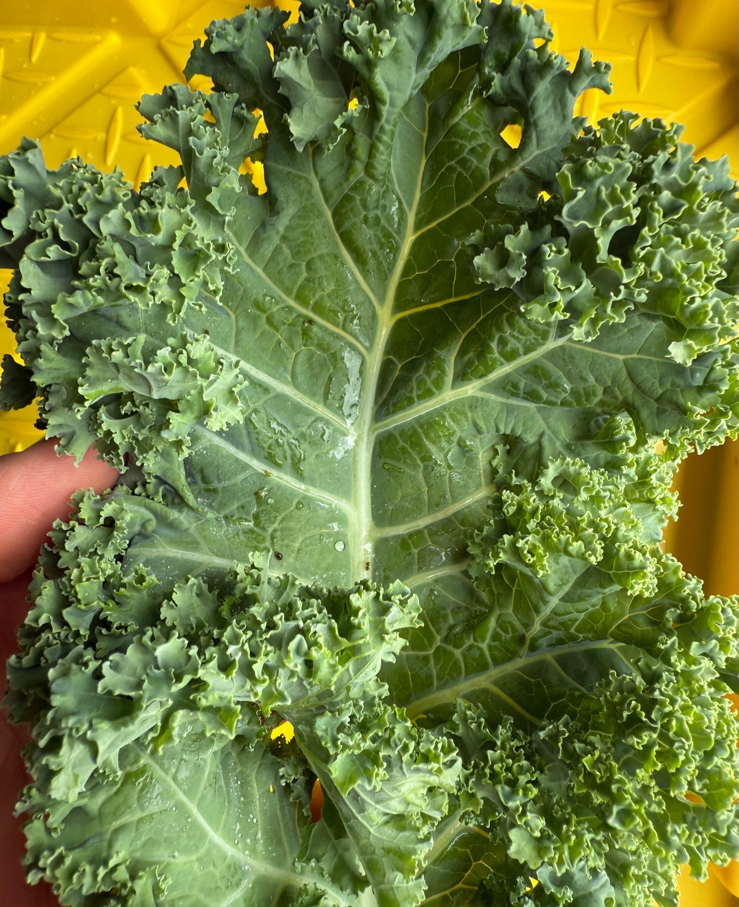 Kale - Matt Fry’s Mixed - 3lb