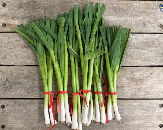 Green Garlic - 64oz (4lbs)