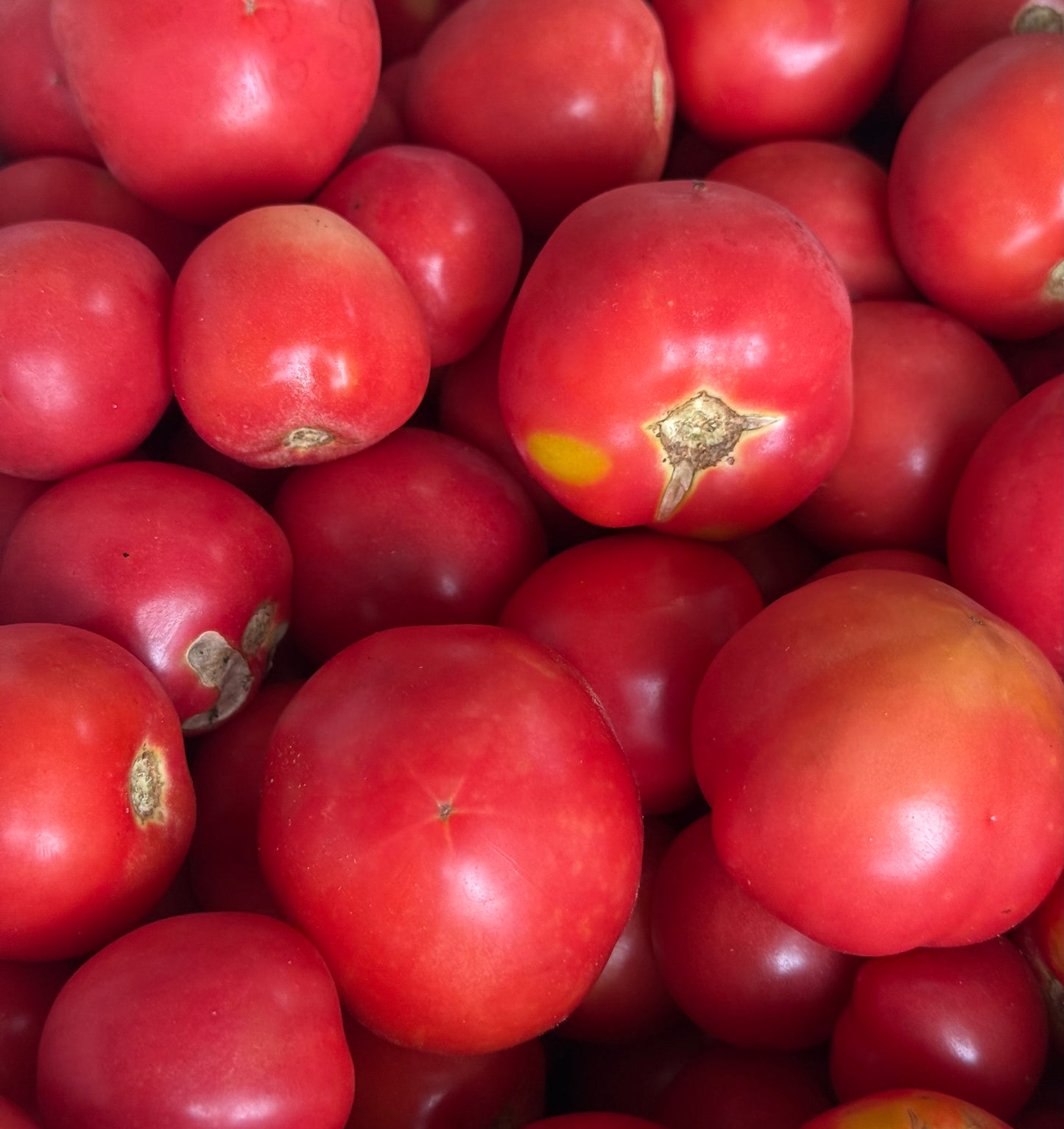 *Tomato - Plate de Haiti (Heirloom - Paste/Sauce/Fresh) 20lb