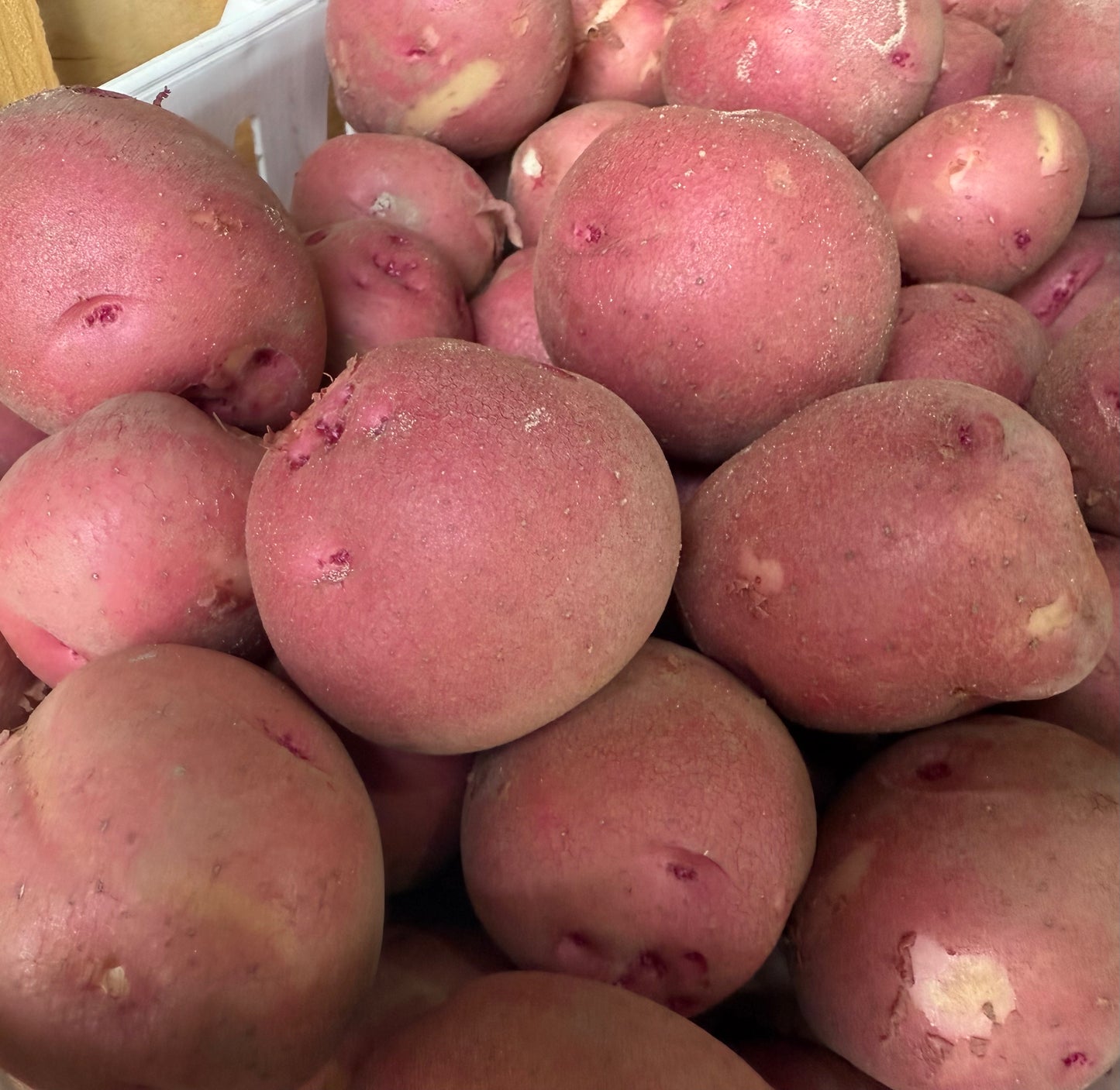 Pontiac Potato, Red - 10lb