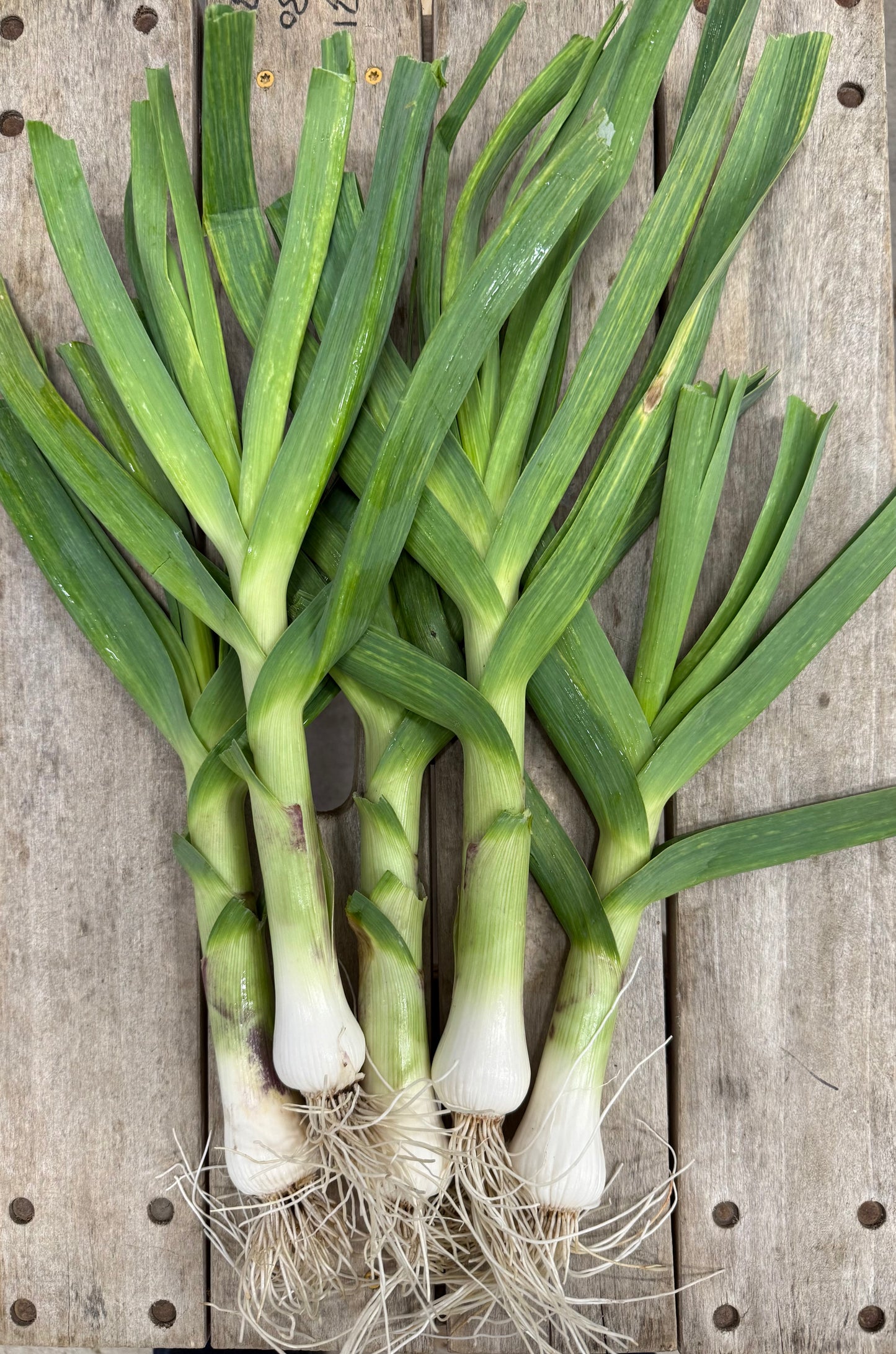 Green Garlic - 48 oz.