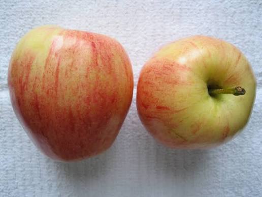 Apple - Gala - Bushel