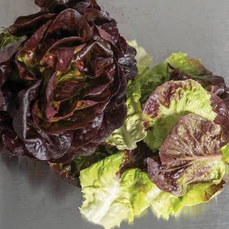 Lettuce - Rosaine Little Gem 24ct