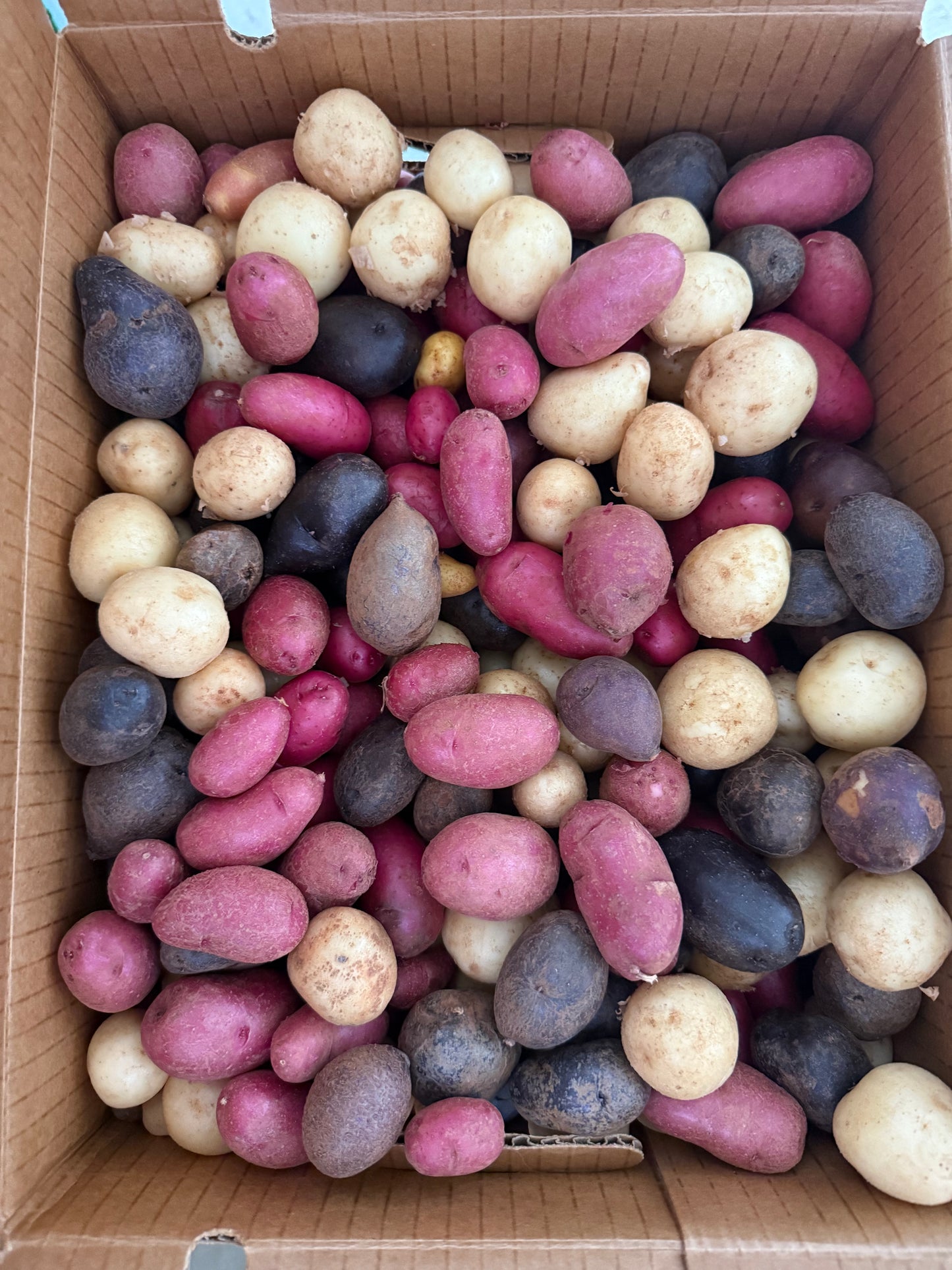 New Potato - Petite Medley 20lb