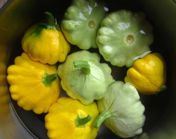 Squash, Patty Pan - 10lb