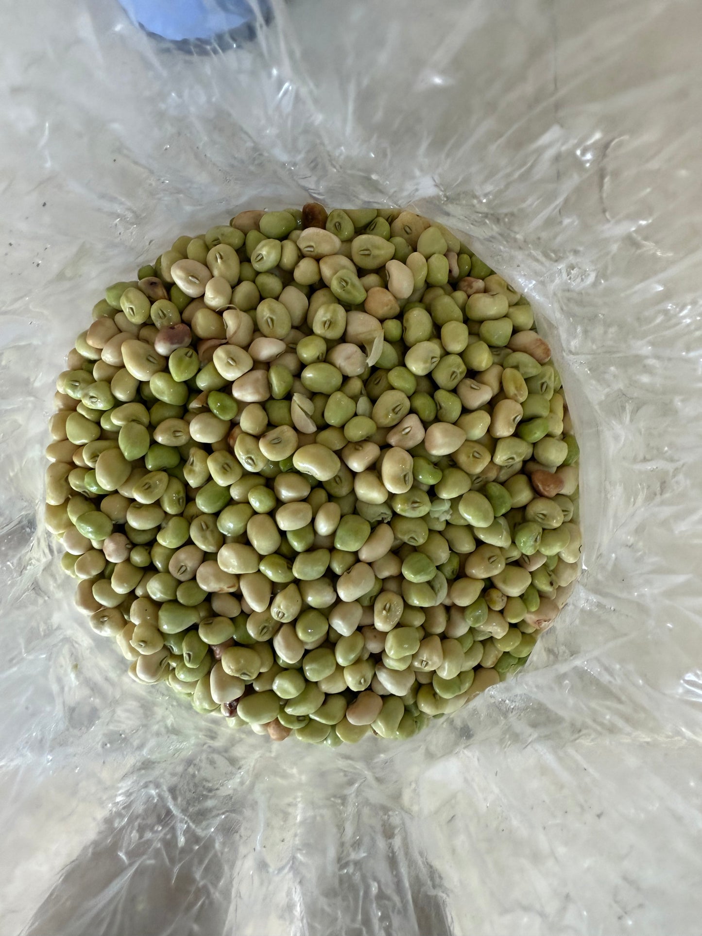 Zipper Fresh Peas - 8lb Bag