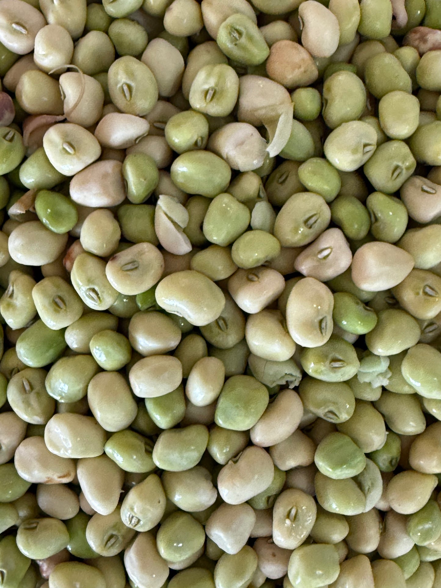 Zipper Fresh Peas - 8lb Bag