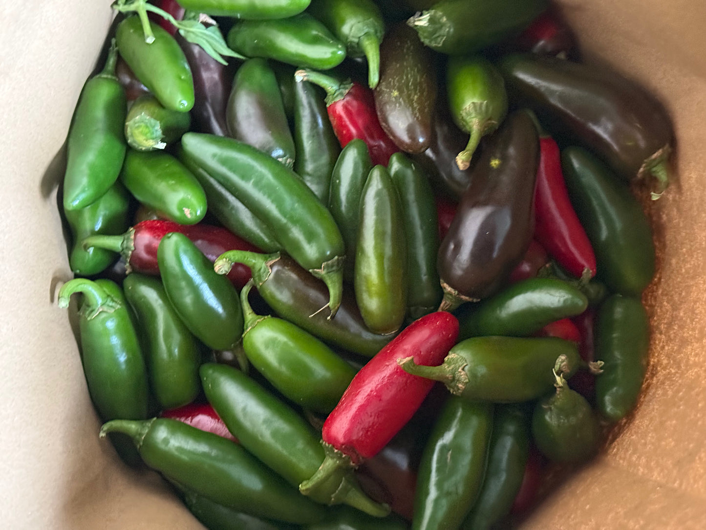 Pepper, Jalapeño - 5lb Case