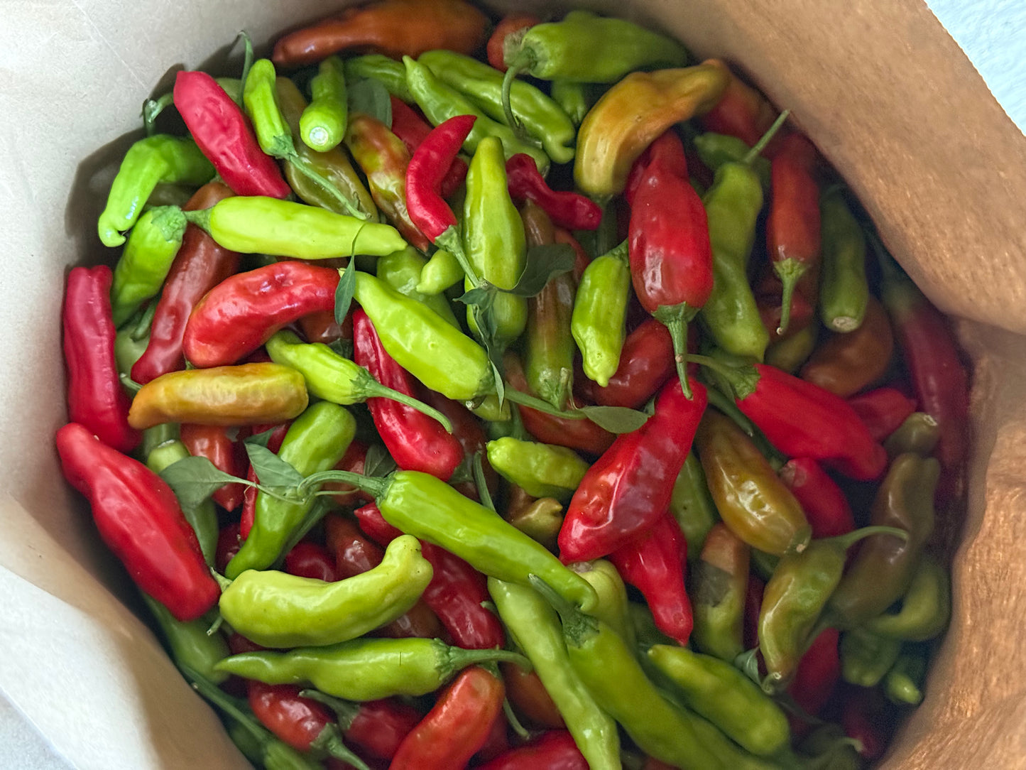 Heirloom Shishito Peppers - 10lb