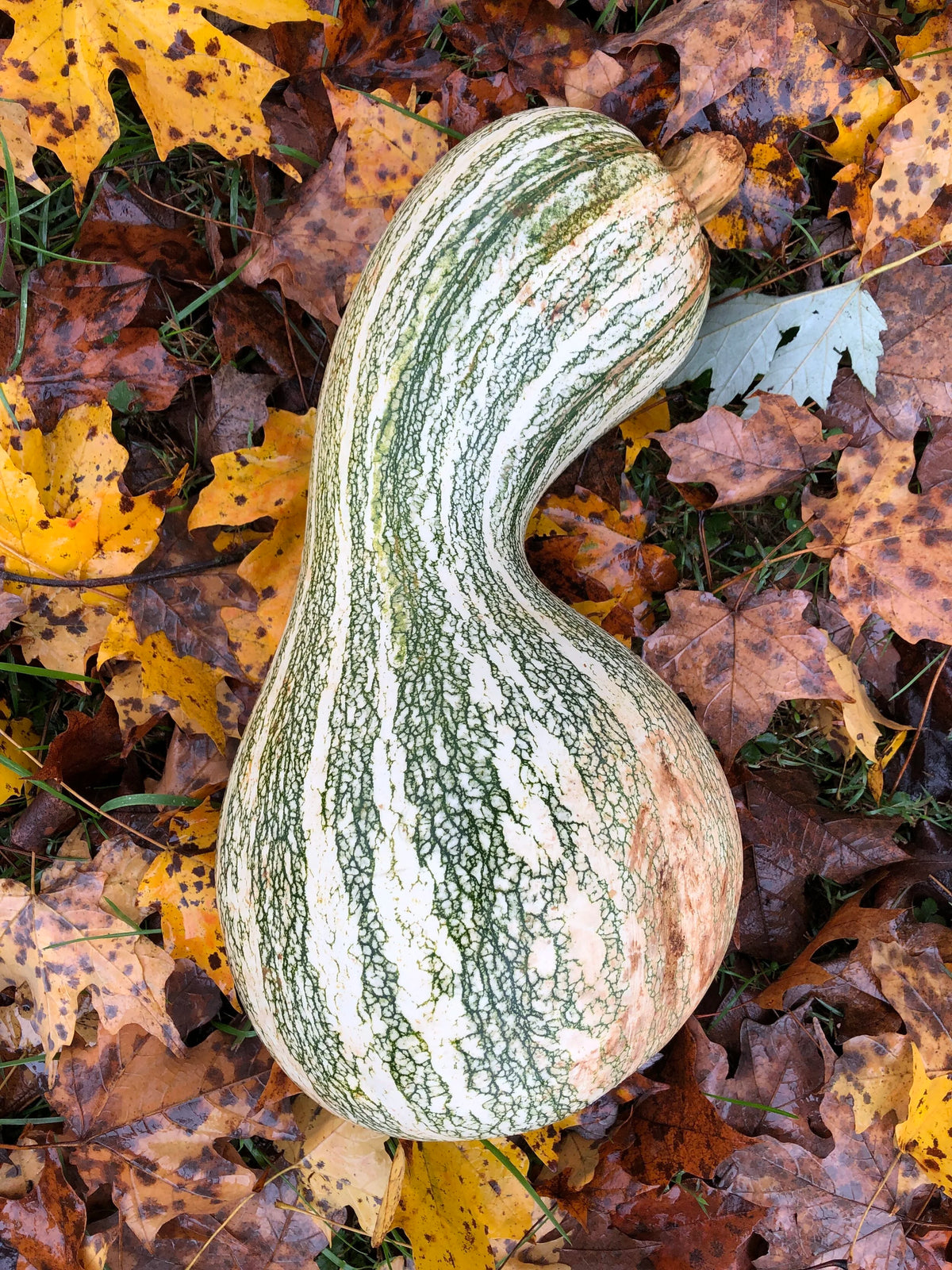 Squash - Cushaw - Southern Heirloom Squash with a Sweet Potato Twist - 1ct