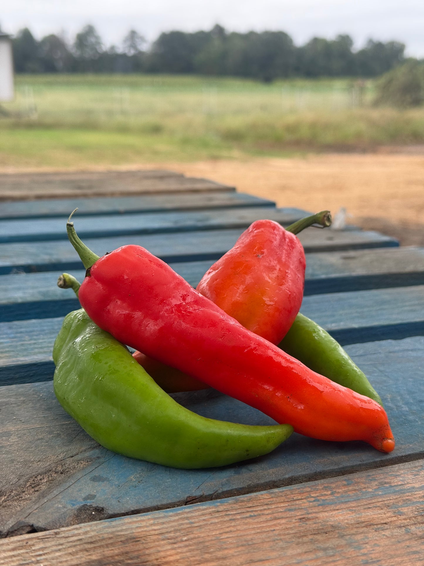 Pepper - Italian Frying Mixed - Bright Sage - Sweet Vermillion and Rich Chocolate - 9lbs