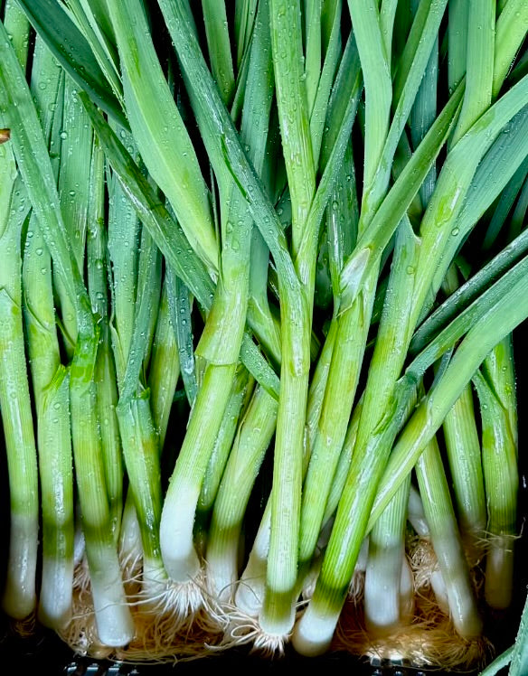 Leeks, Lancelot - young - 3lb
