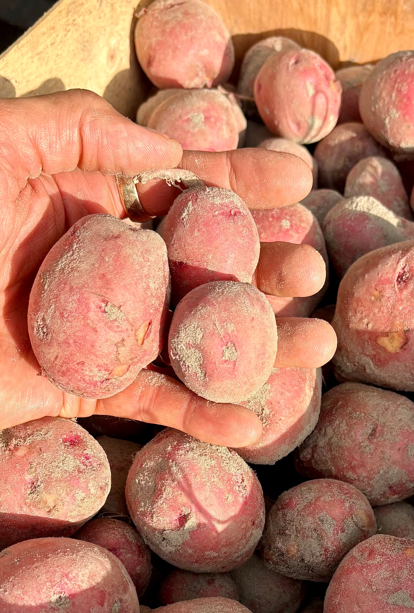 Pontiac Potato, Red - 25lb