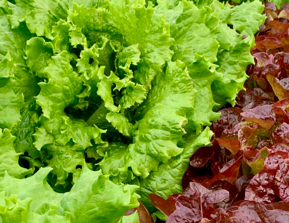 Lettuce, Green/Red Leaf Blend - 4 Green/2 Red
