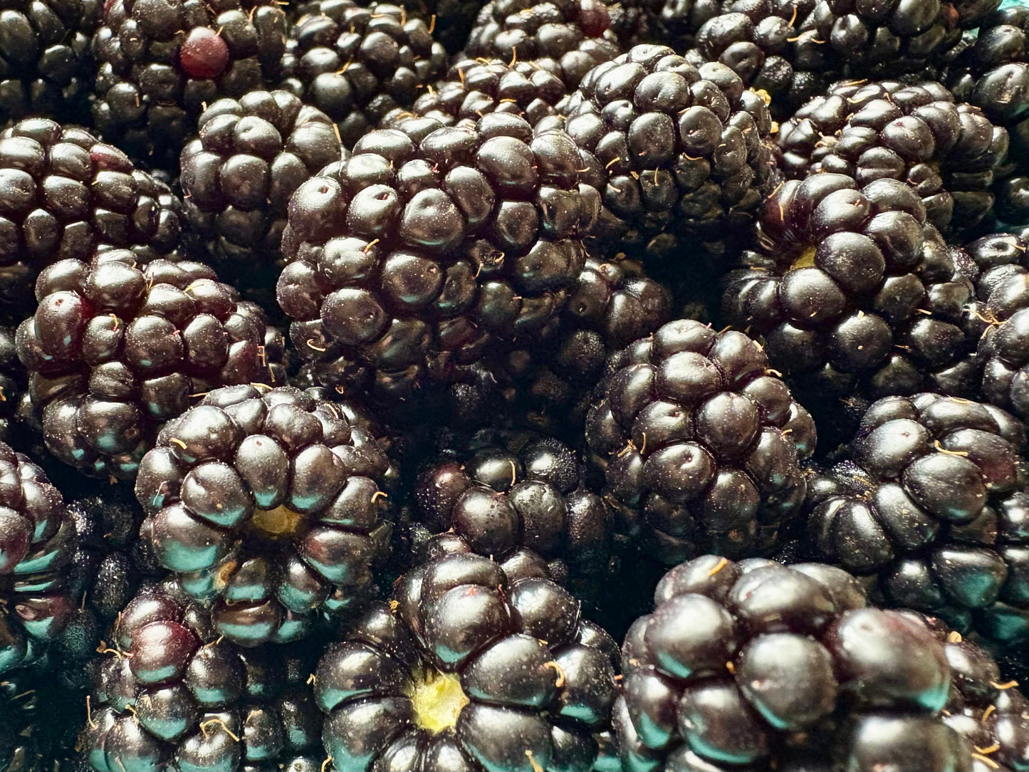 Blackberry - 1 Gallon