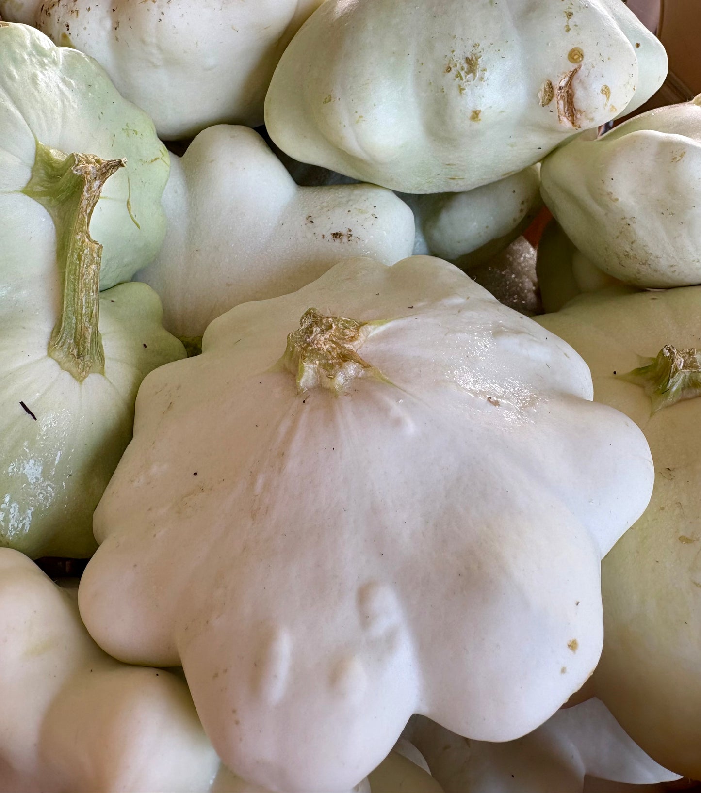 Squash, Patty Pan - 20lb