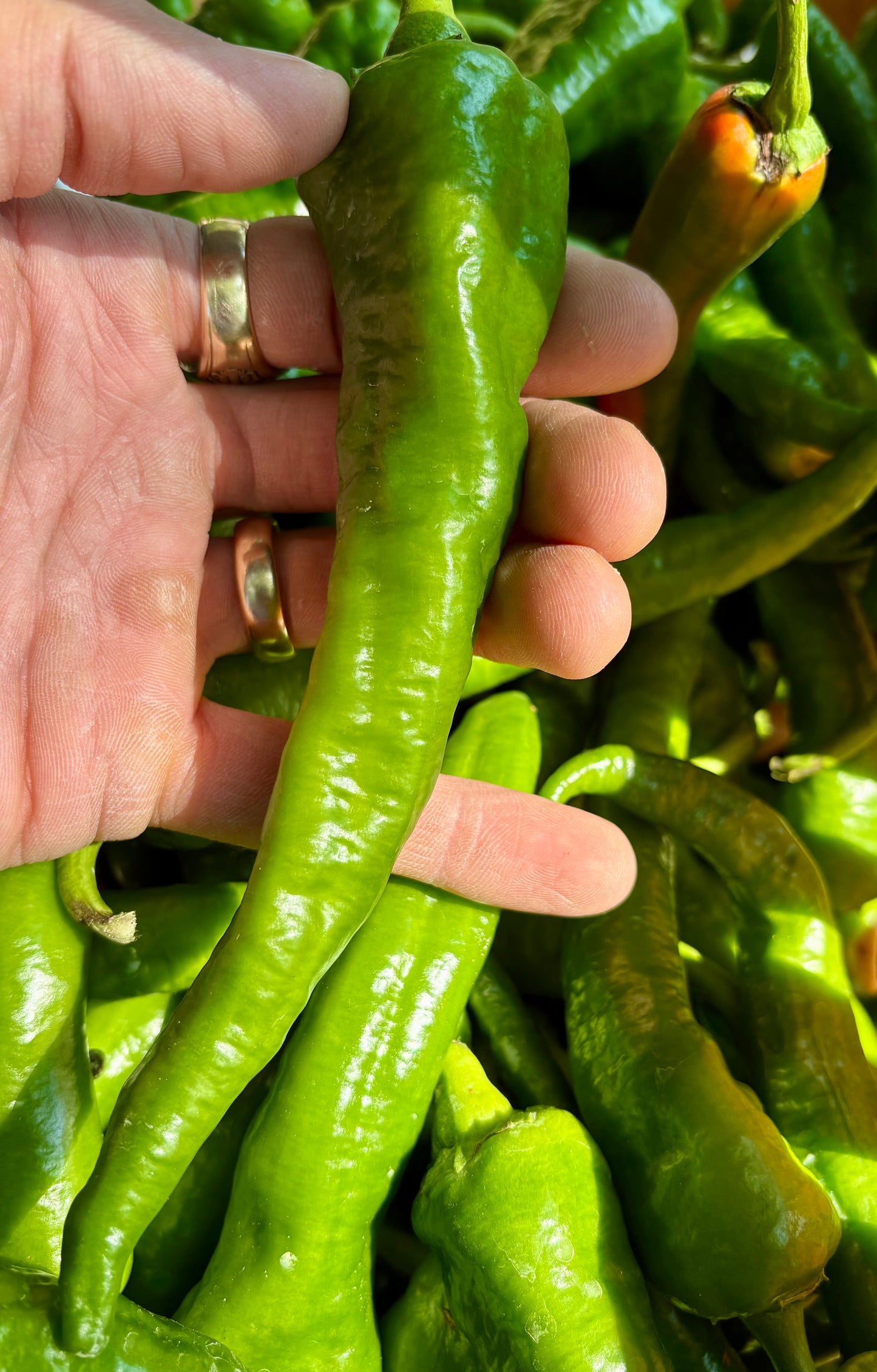 Pepper, Cowhorn - 10lb