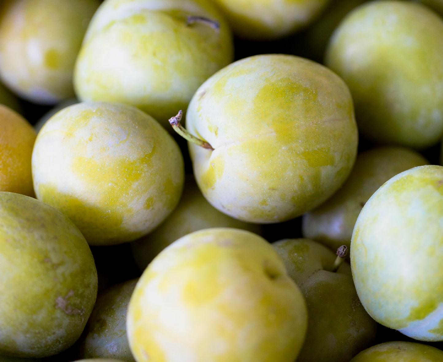 Green Plum
