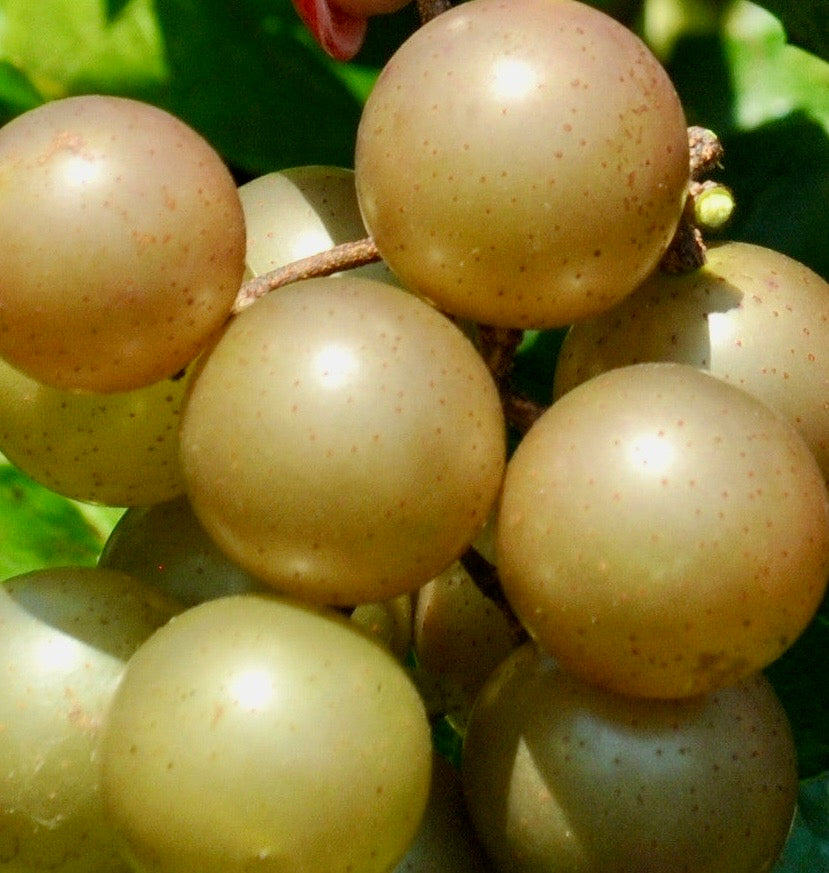 Scuppernongs 4qt Tray