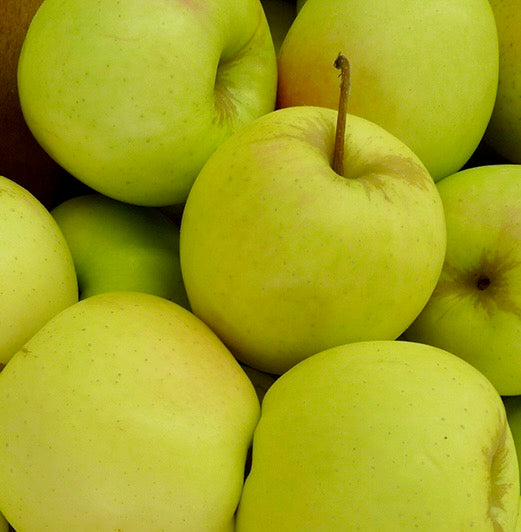 Apple Ginger Gold - Bushel