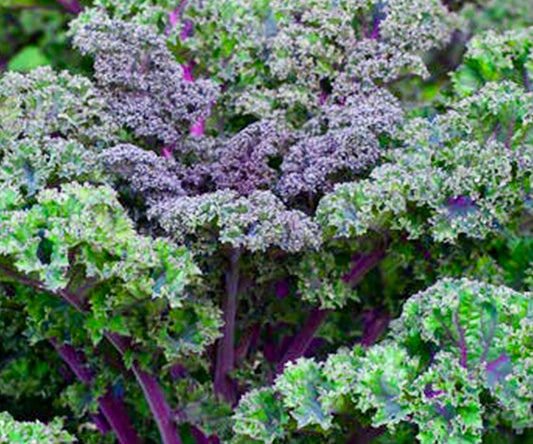 Kale - Russian Red 7lb