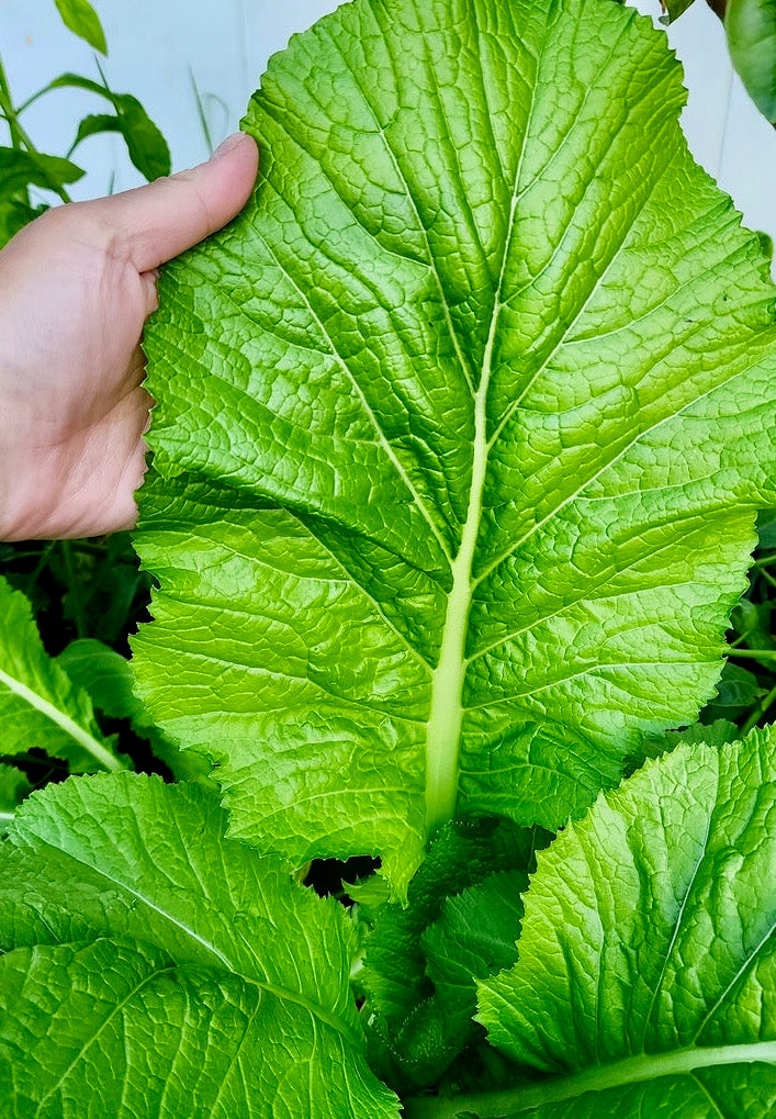 Mustard Greens - Carolina Broadleaf 7lb