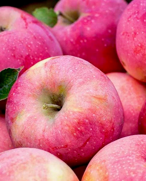Apple - Pink Lady