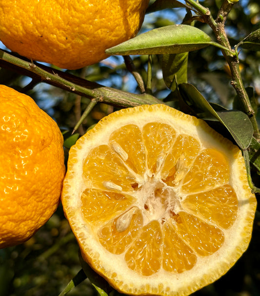 Tangerine - Gold Tart™ 15ct