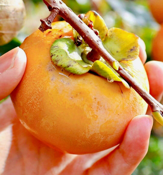 Persimmon - Fuyu 5lb