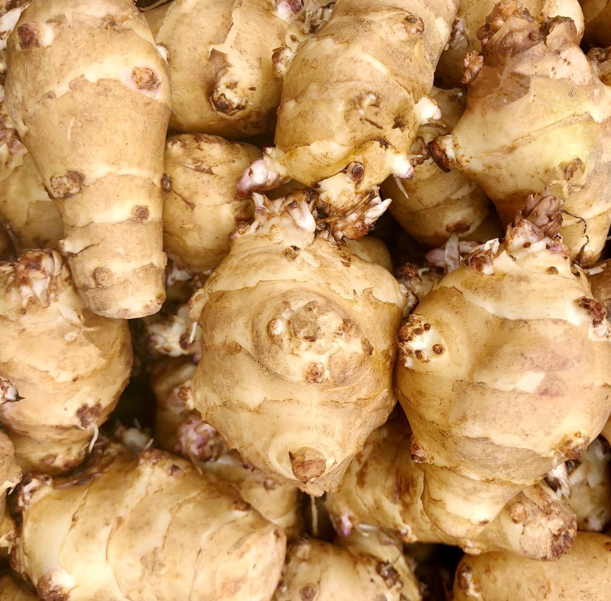 Sunchoke - 10lb Bag