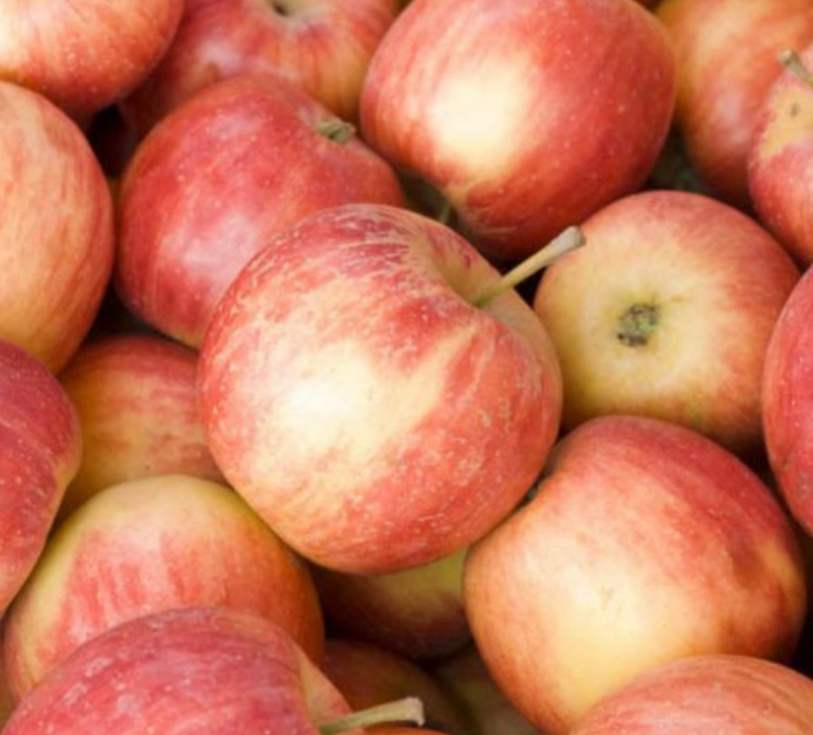 Apple - Fuji - Bushel