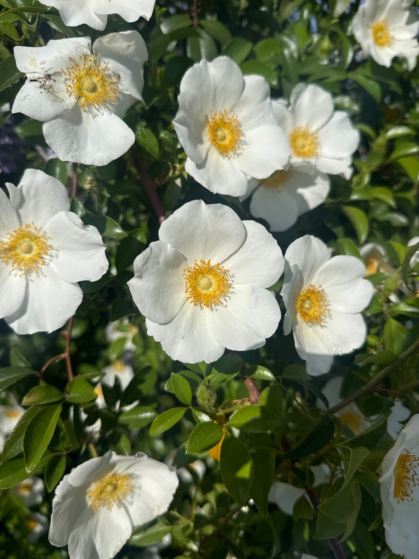 Flowers - Carolina Wild Rose Blossoms - 12 count
