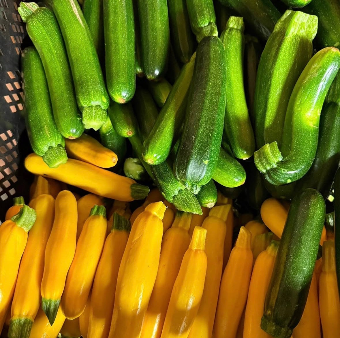 Baby Zucchini Medley - 5lbs