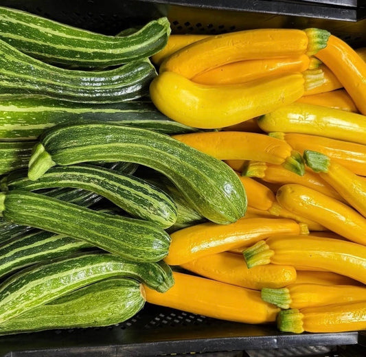 Zucchini Medley - Size -Young/Standard - 10lb
