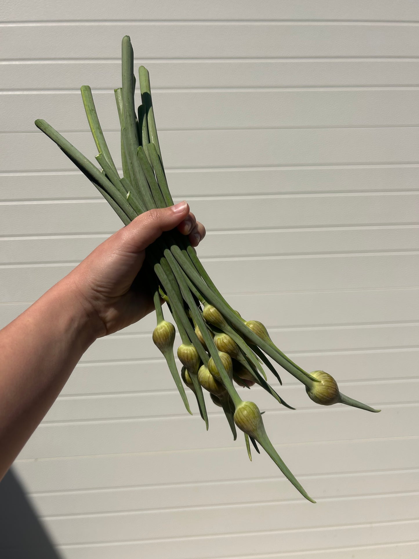 Garlic Scapes - Thorn - 1lb
